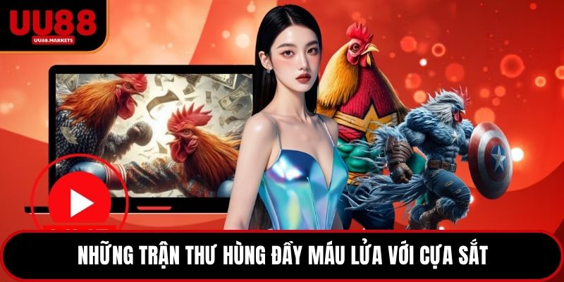 Những trận thư hùng đầy máu lửa với cựa sắt