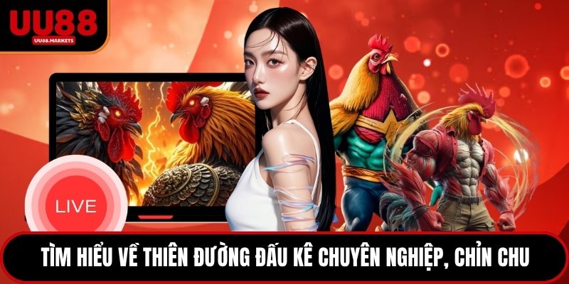 Tìm hiểu về thiên đường đấu kê chuyên nghiệp, chỉn chu